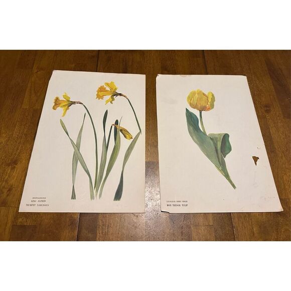 Flowers Drawn by Arlette Davids Text by Princess Bibesco prints Yellow  10x14” - Picture 1 of 9